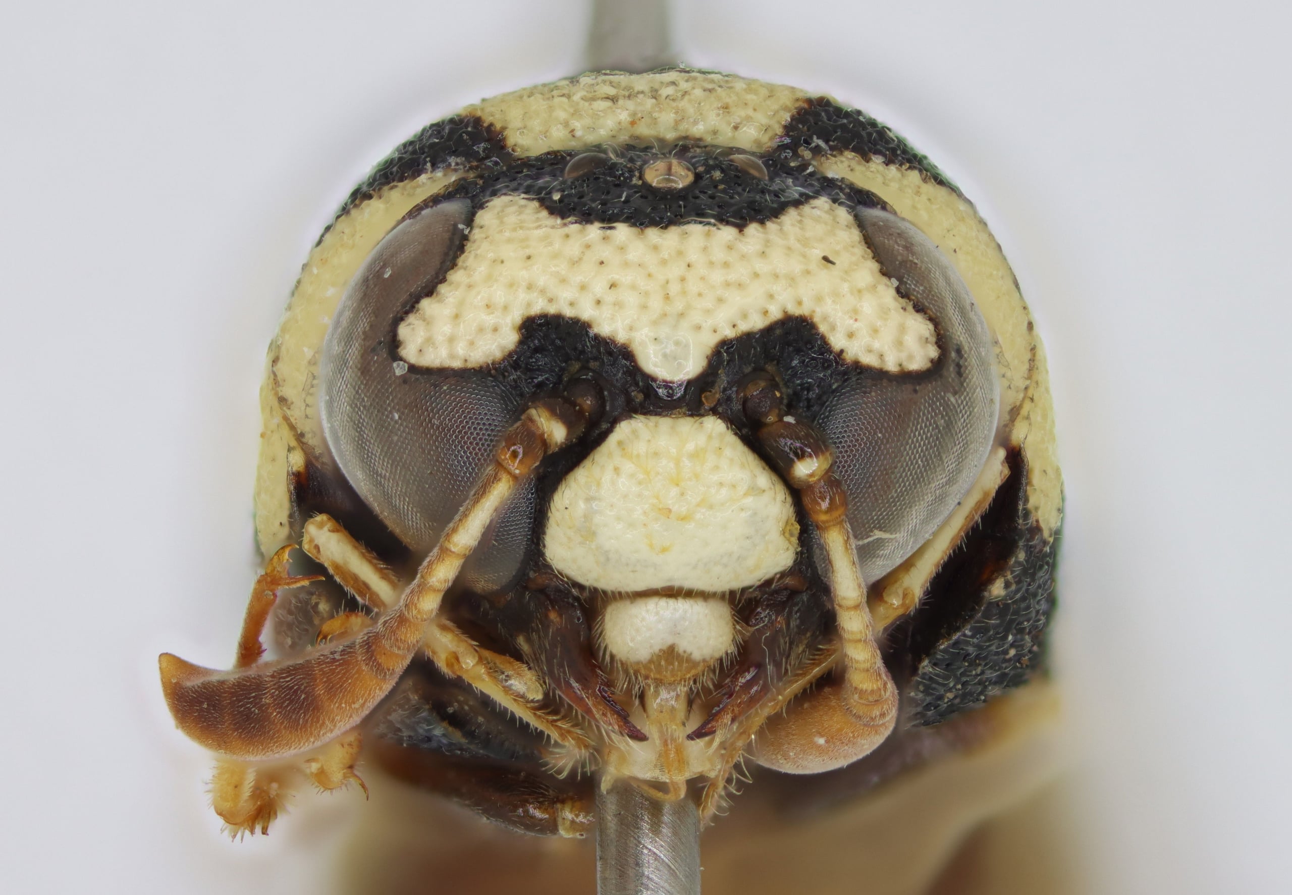 Celonites rothschildi m head anterior.jpg