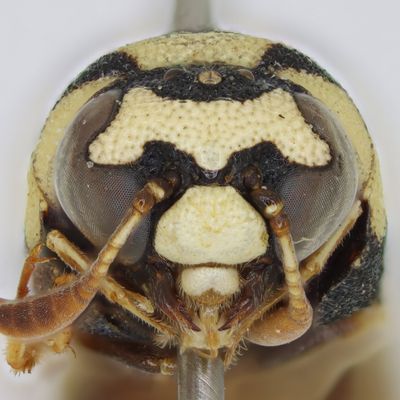 Celonites rothschildi specimen