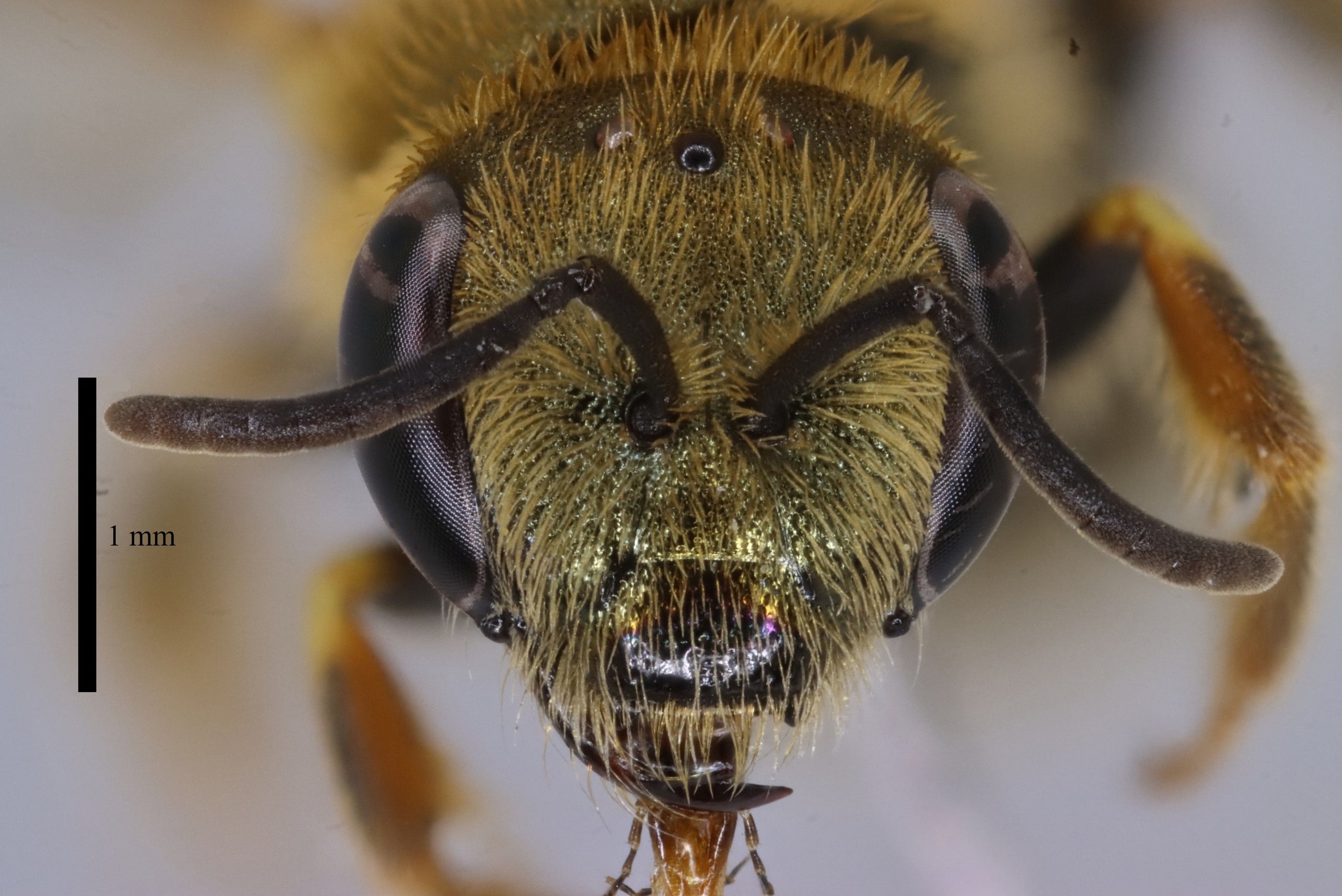 Halictus subauratus f head sb.jpg