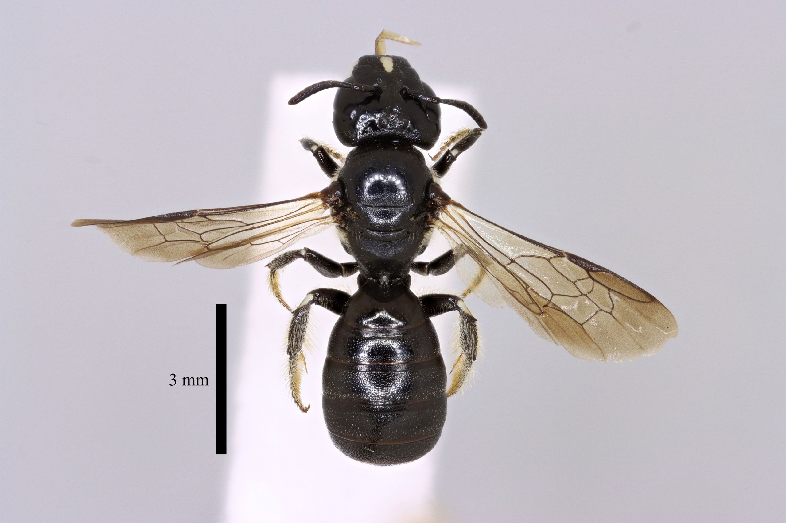 Ceratina cucurbitina f dorsal sb.jpg
