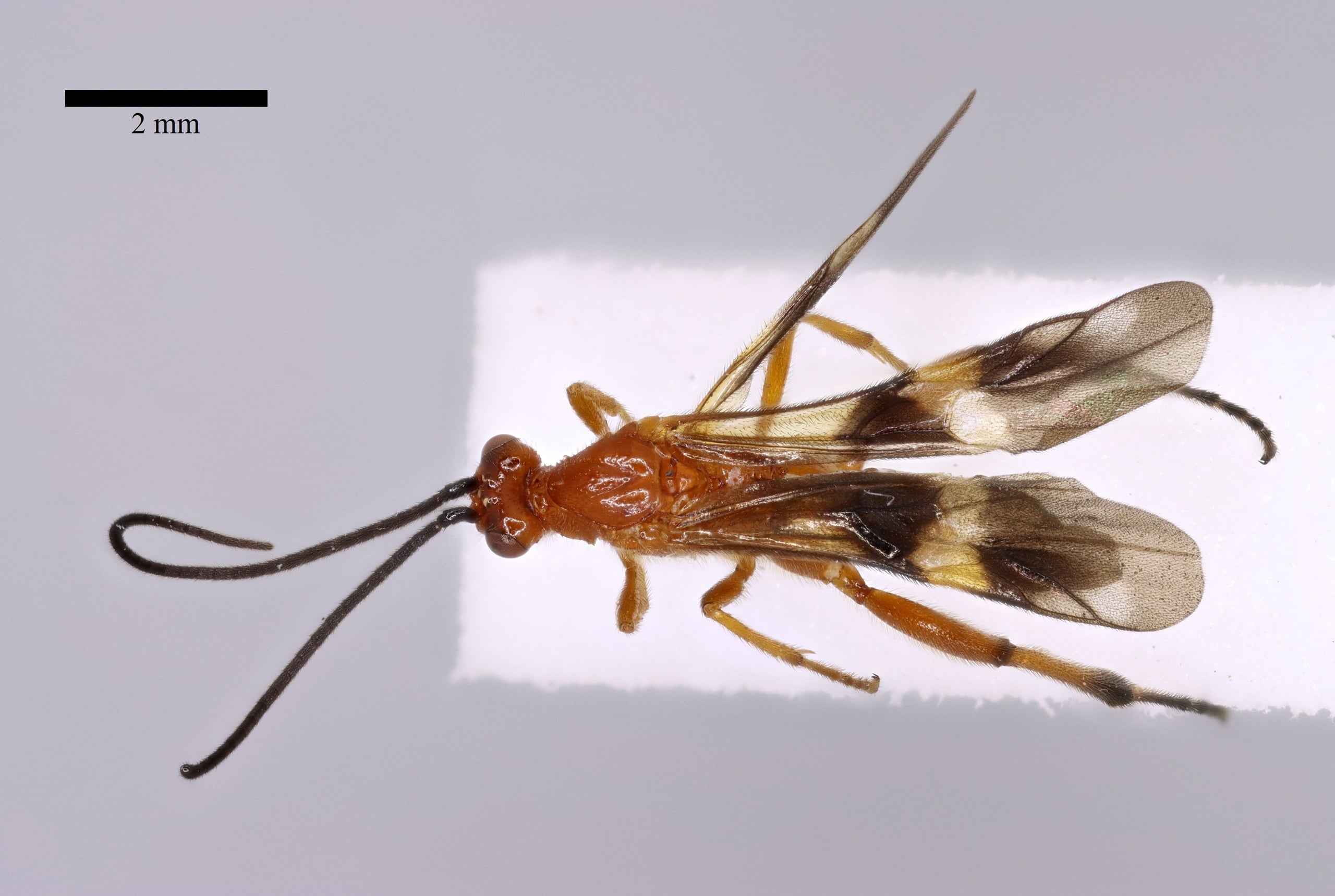 Cremnops desertor m dorsal sb.jpg