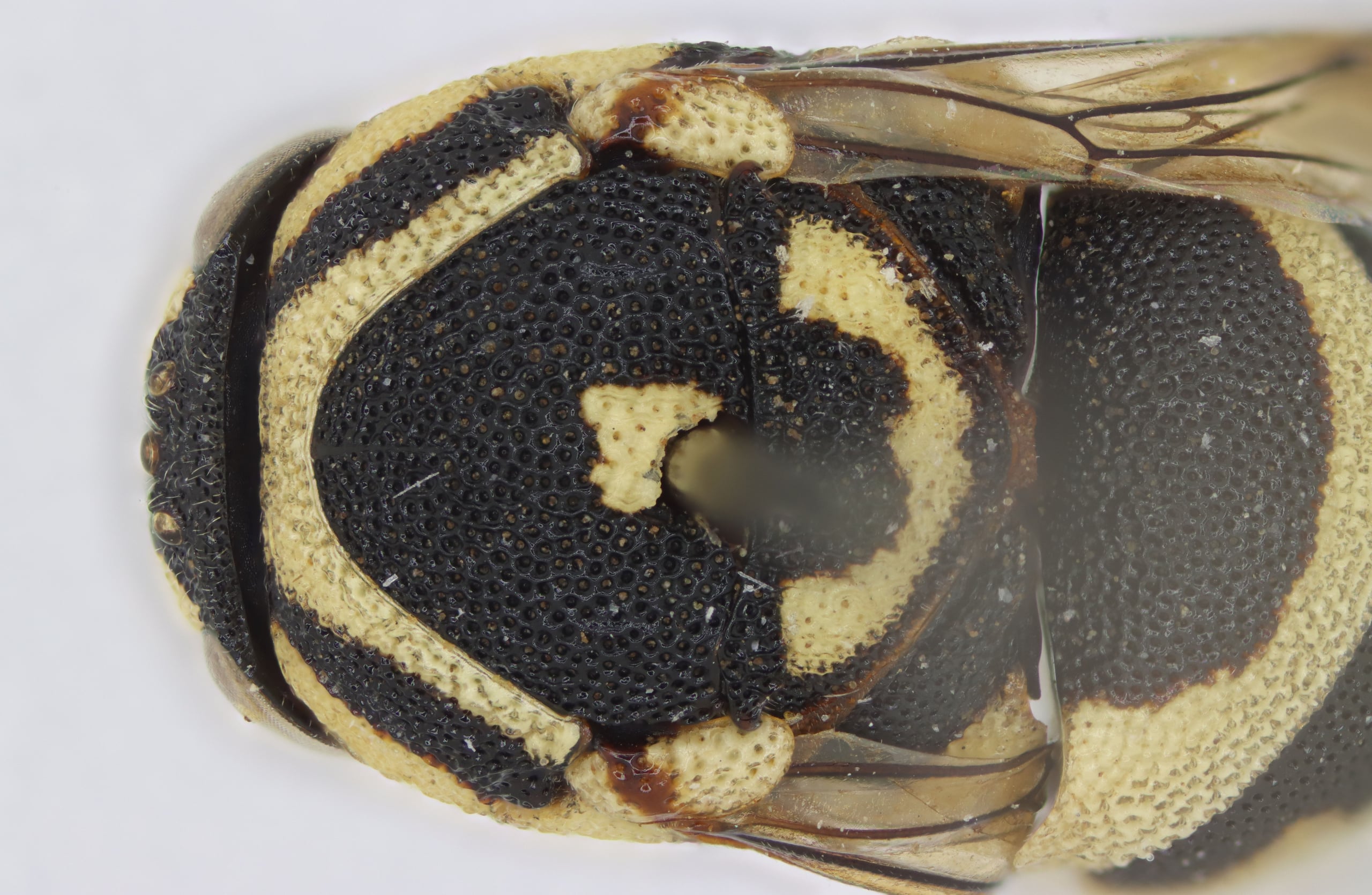 2025-03-22 14-48-09 (B,R8,S4).jpg