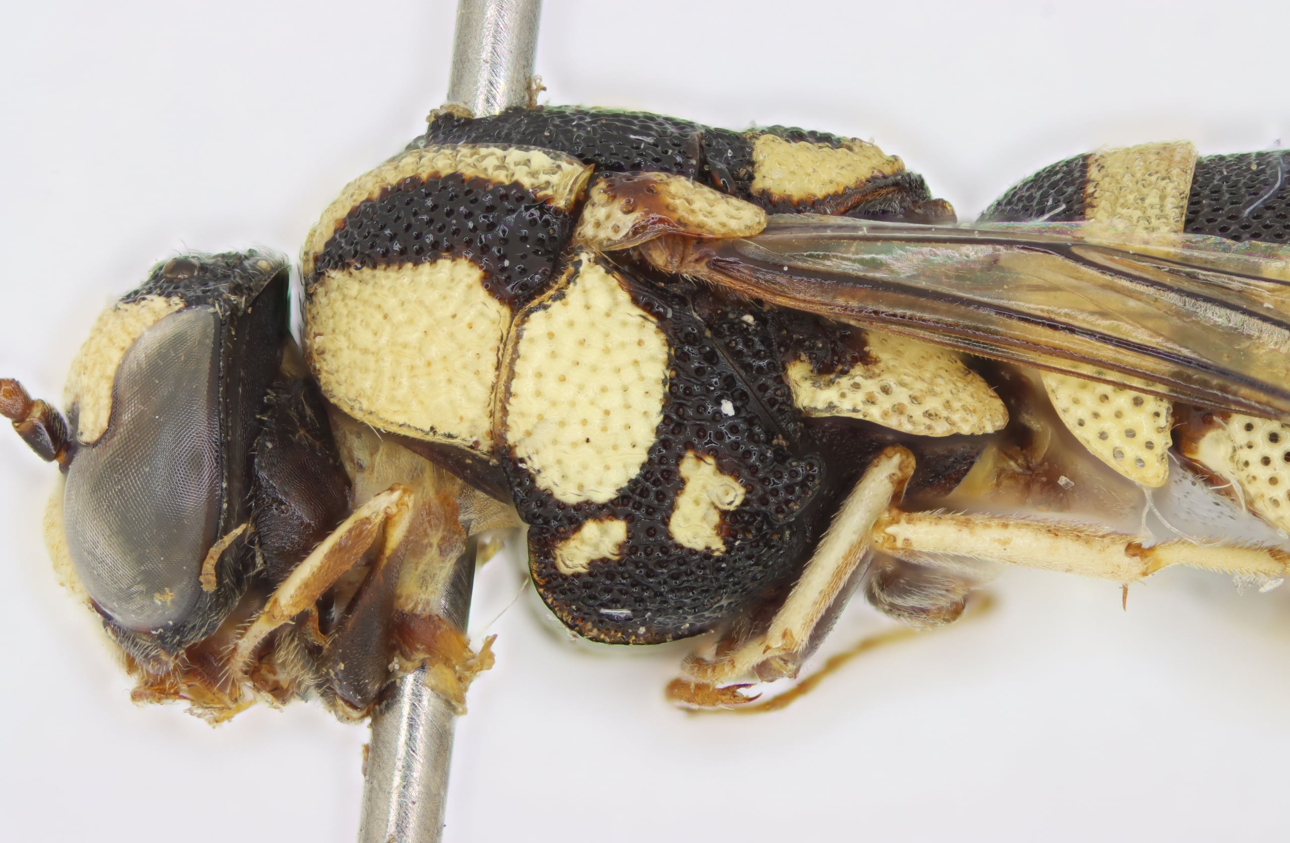 2025-03-22 13-59-49 (B,R8,S4).jpg