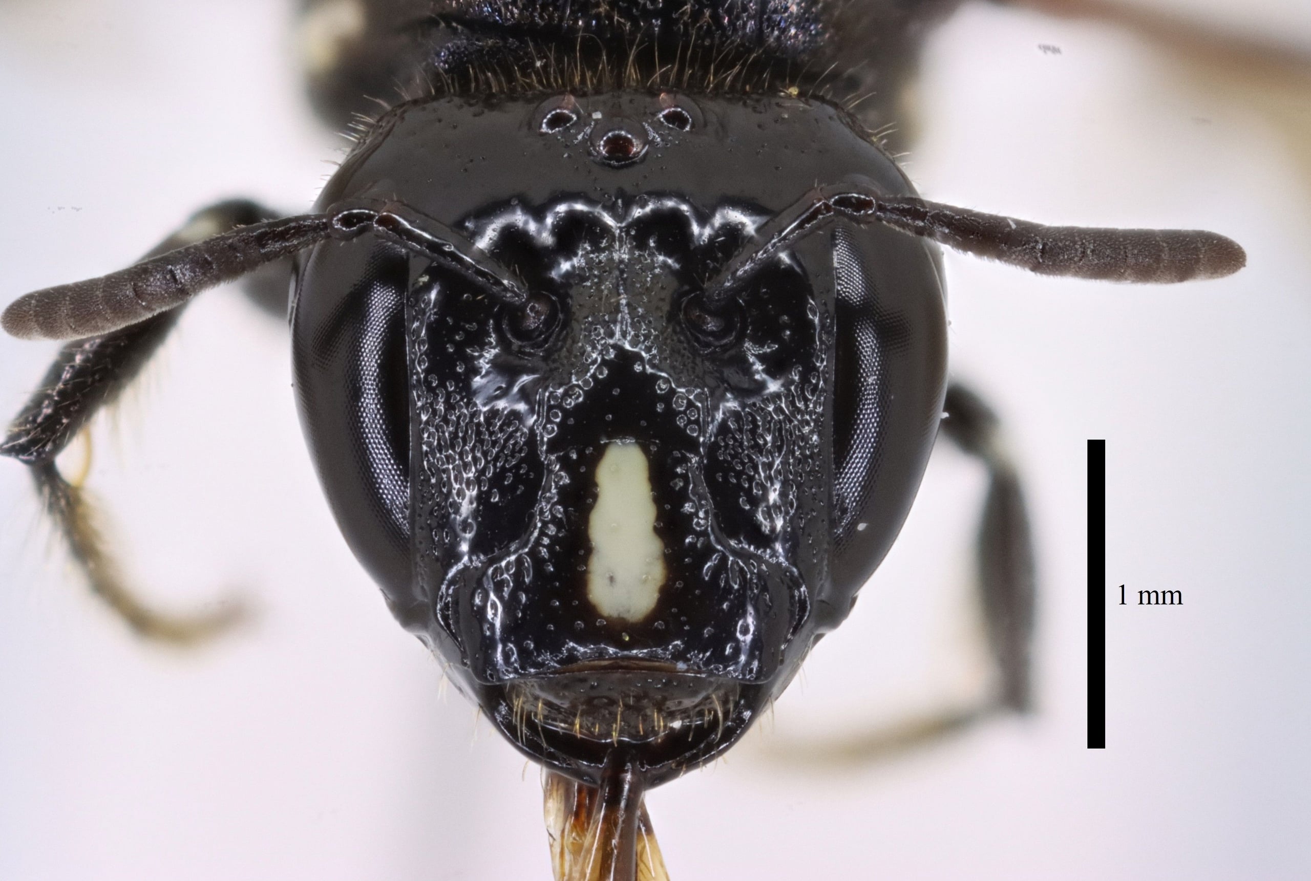 Ceratina cucurbitina f head anterior sb.jpg