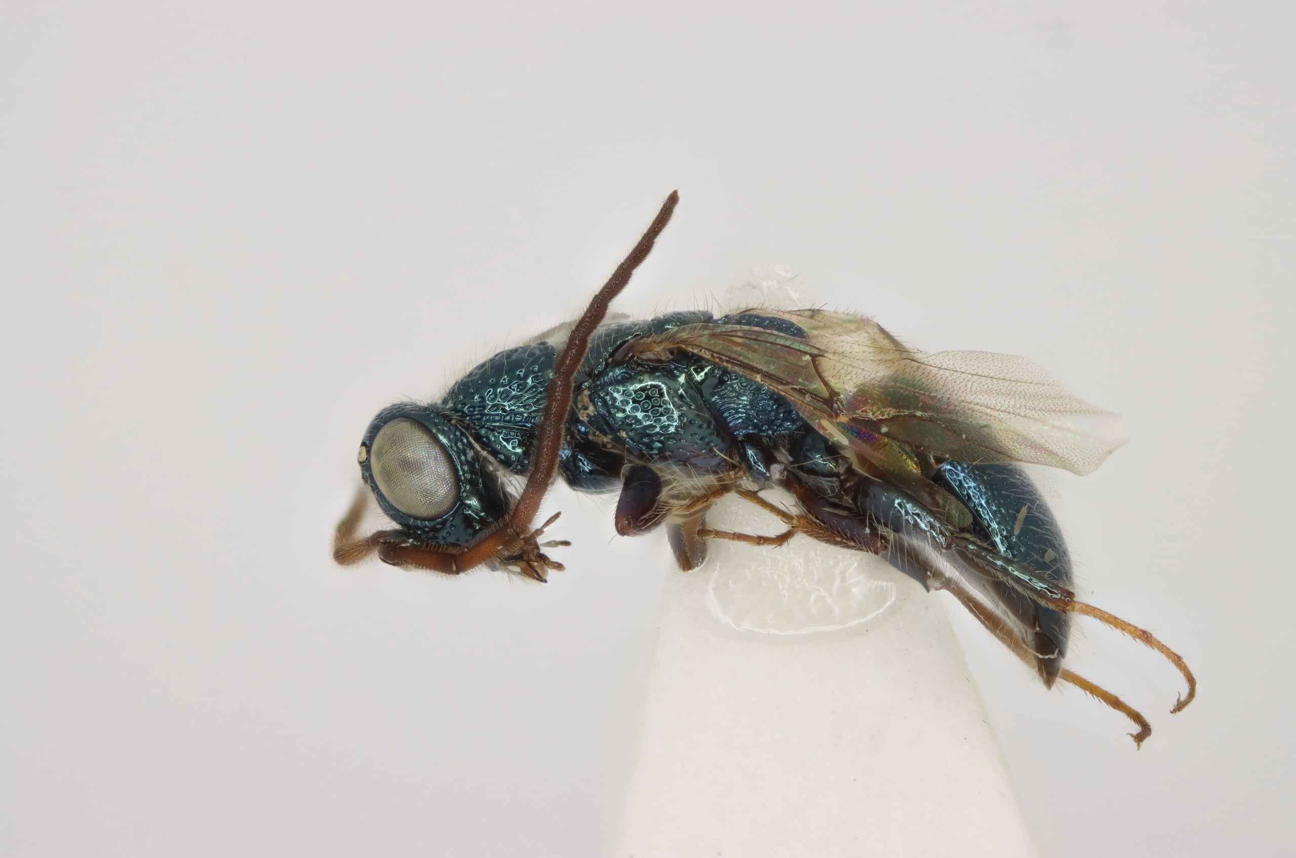 Anachrysis arabica m.jpg