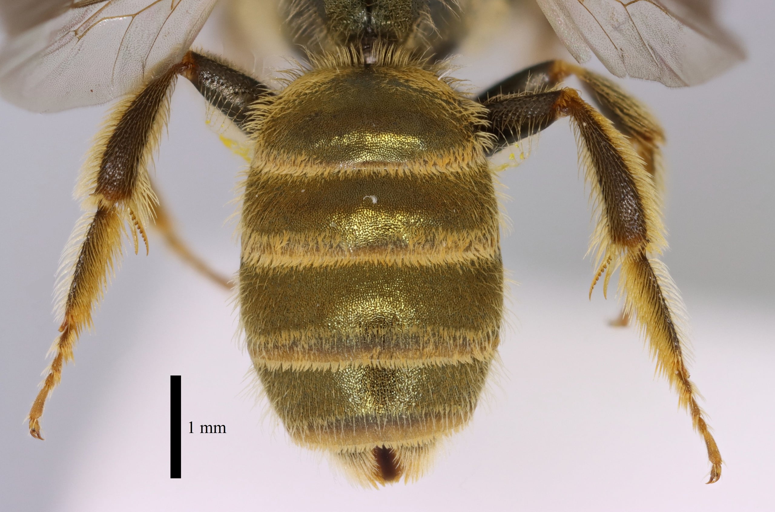 Halictus subauratus f metasoma sb.jpg