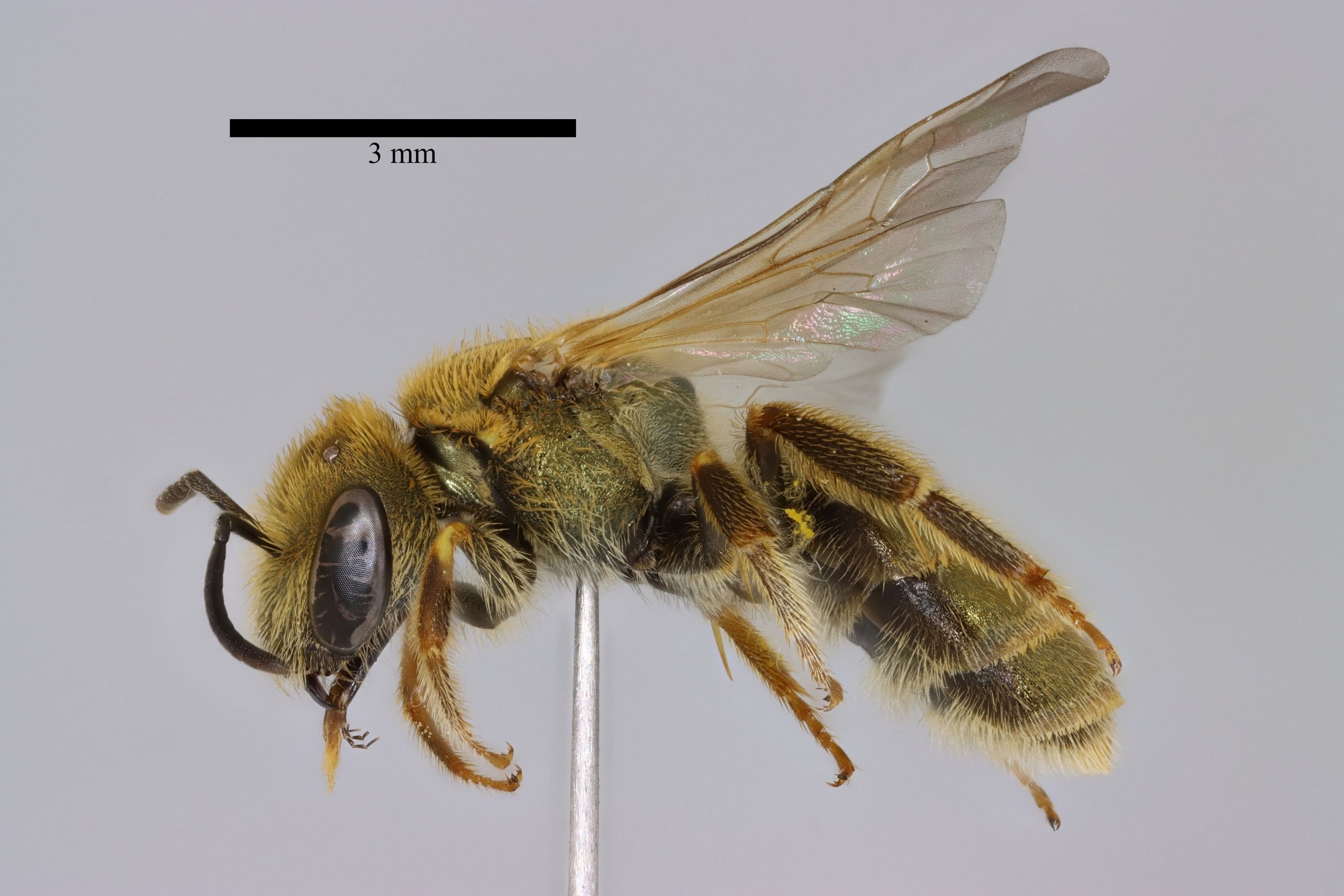Halictus subauratus f lateral sb.jpg