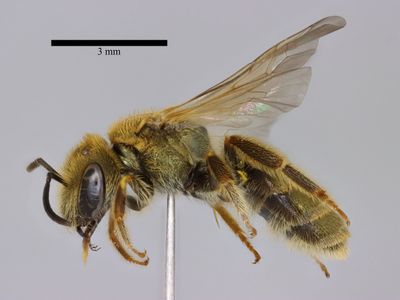 Halictus subauratus (Rossi, 1792)