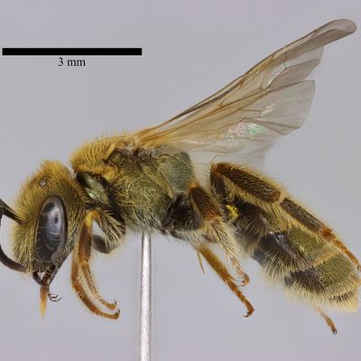 Halictus subauratus specimen