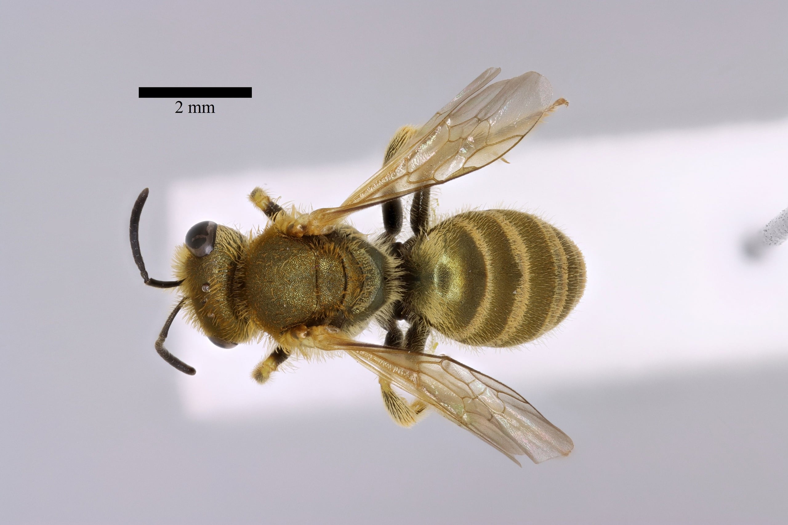 Halictus subauratus f dorsal sb.jpg