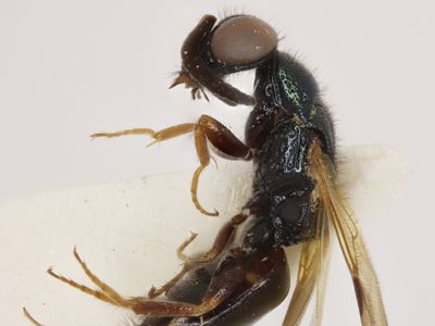 Magdalium Kimsey, 1986