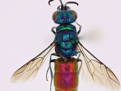 Chrysis solida Haupt, 1956