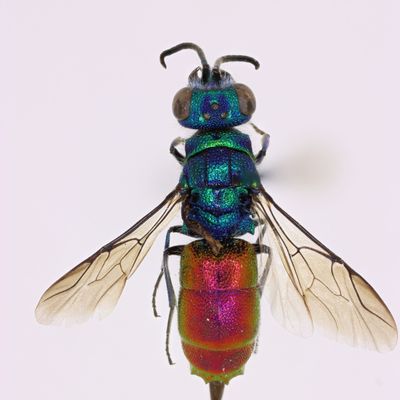 Chrysis solida specimen