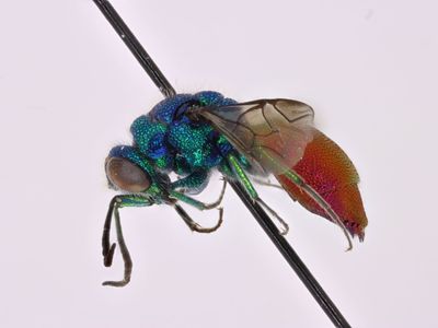 Chrysis inaequalis Dahlbom, 1845