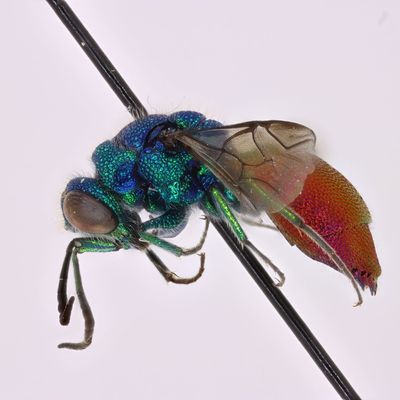 Chrysis inaequalis specimen