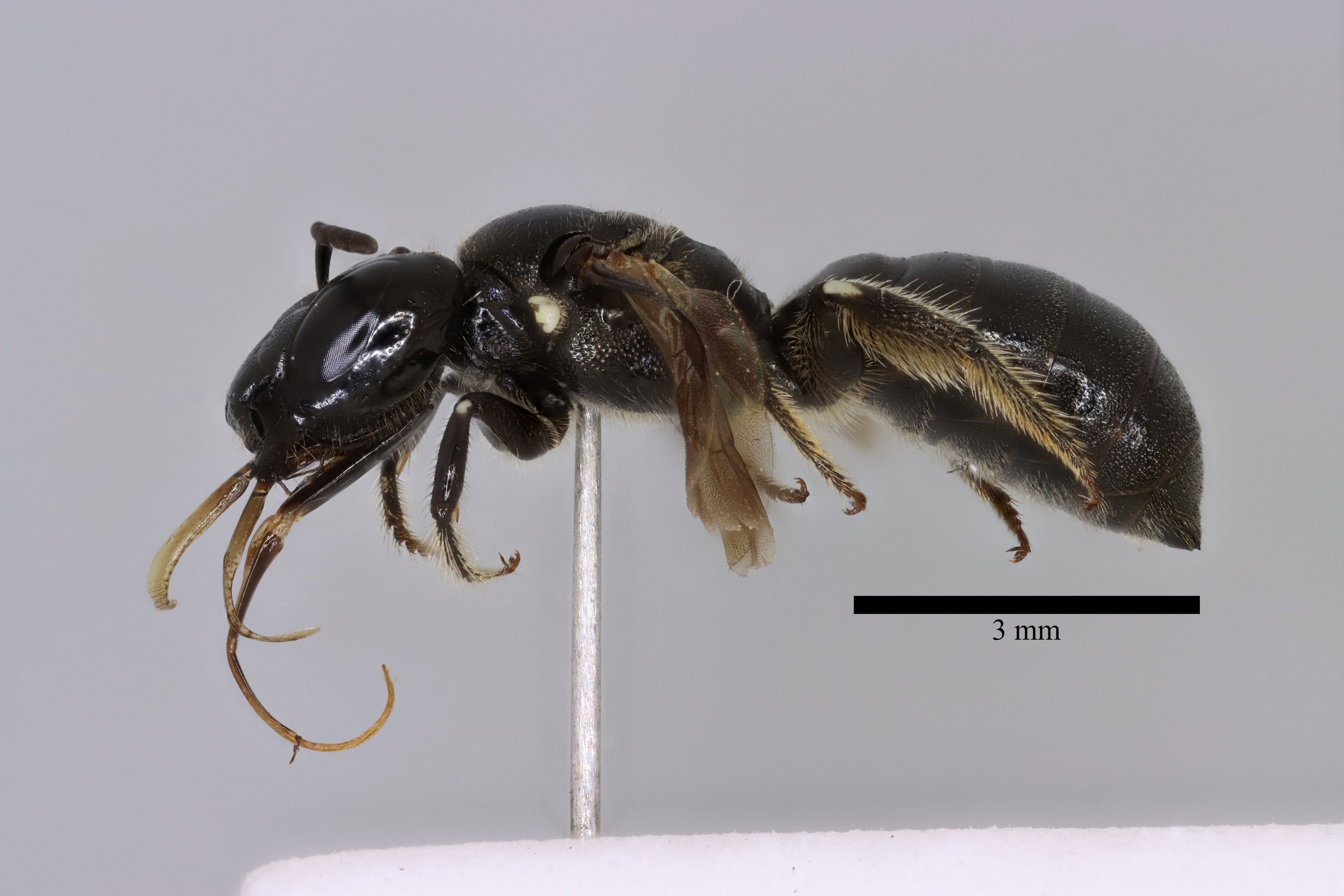 Ceratina cucurbitina f lateral sb.jpg