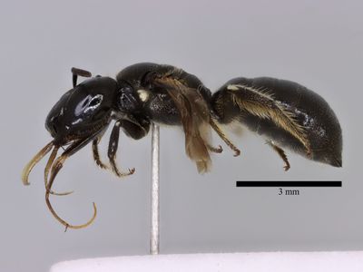 Ceratina cucurbitina (Rossi, 1792)