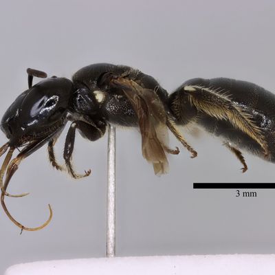 Ceratina cucurbitina specimen