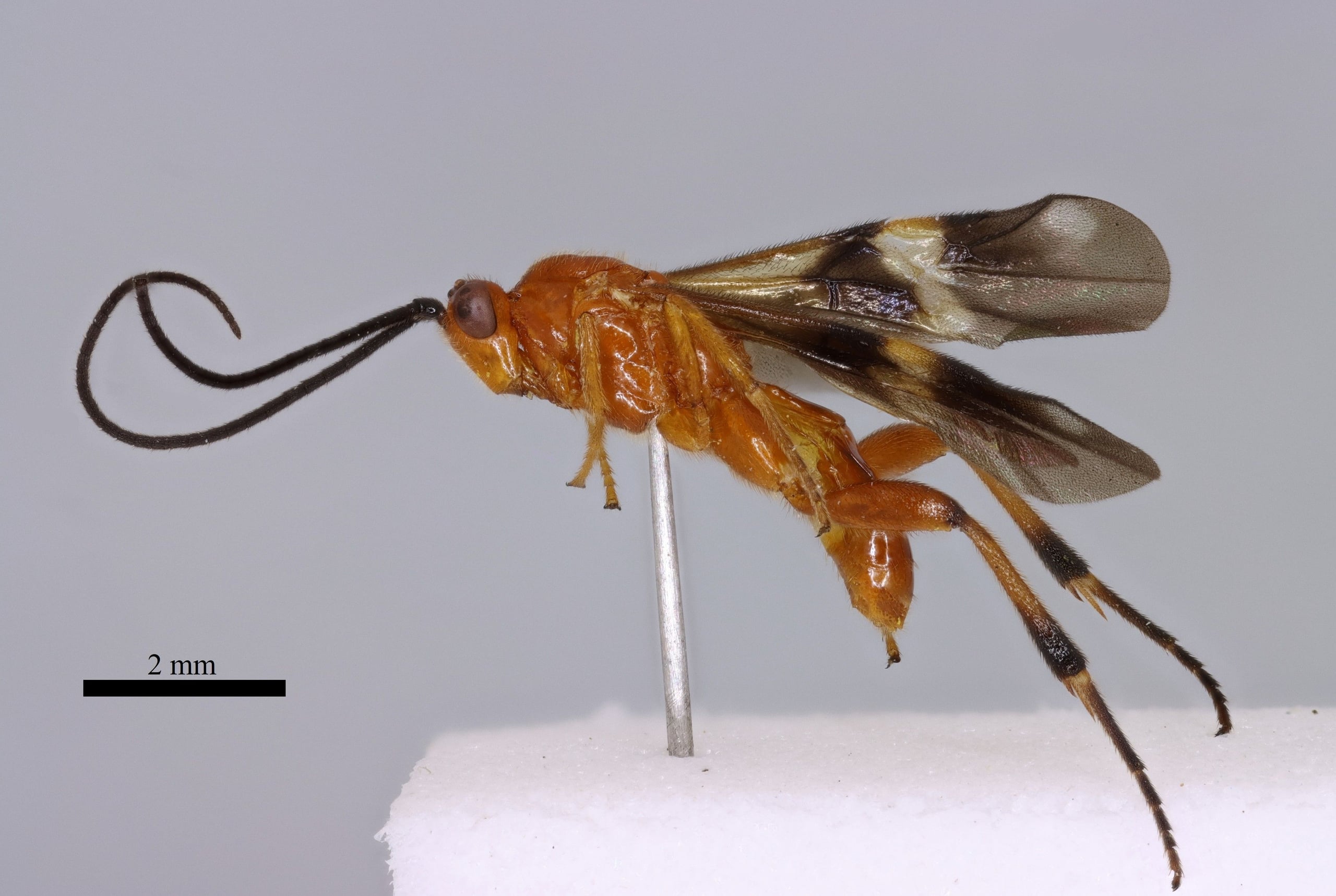 Cremnops desertor m lateral sb.jpg
