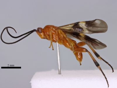 Cremnops desertor (Linnaeus, 1758)