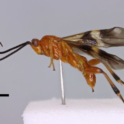 Cremnops desertor specimen