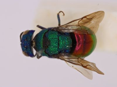 Holopyga Dahlbom, 1845