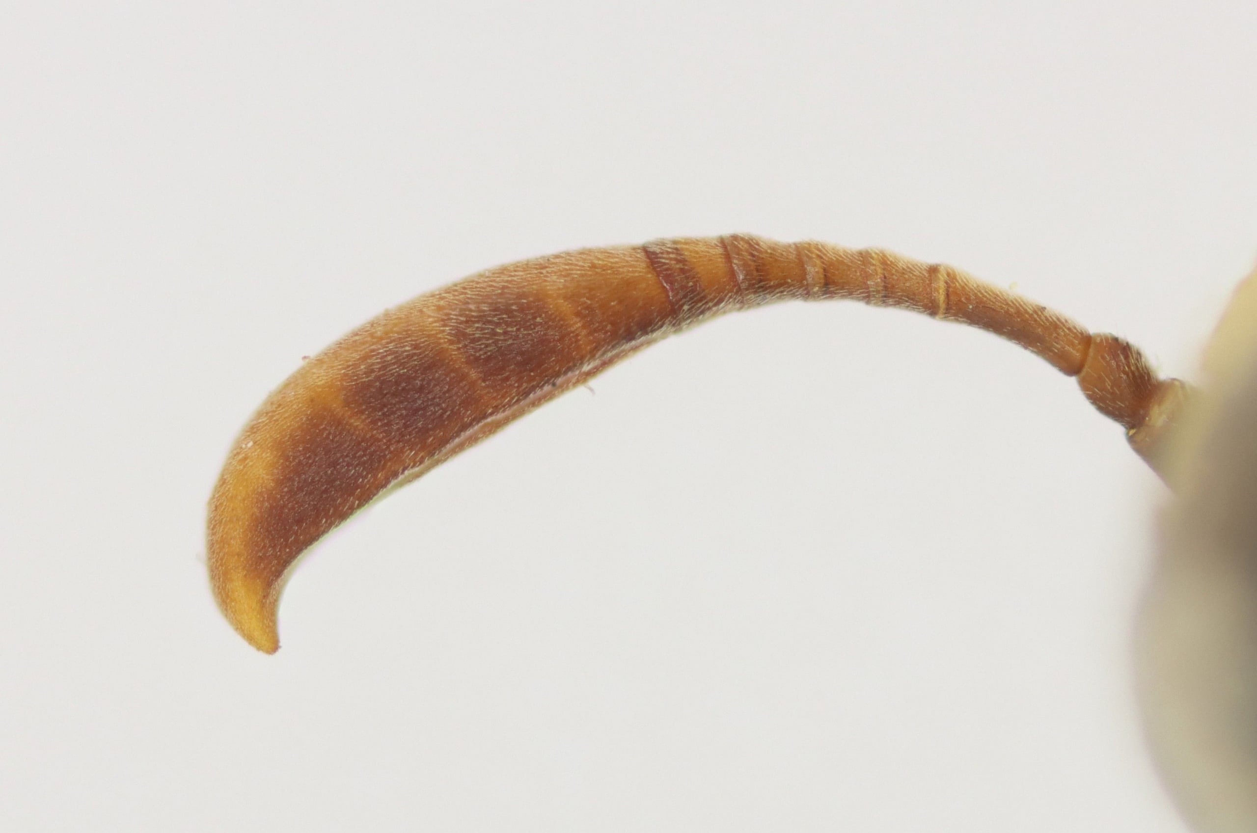 Celonites rothschildi m antenna.jpg